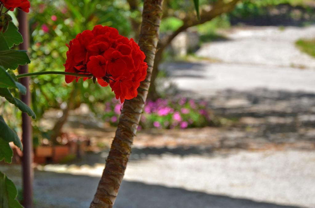 Belvedere Zakynthos Studios Vasilikos  Luaran gambar